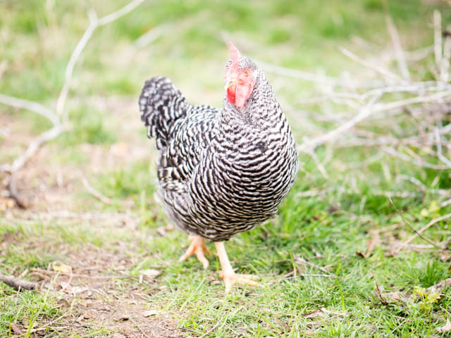 Maryland looking to hold Big Chicken responsible for toxic ...
